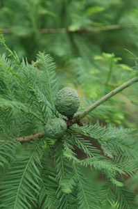 Bald cypress fruit and foliage on branches